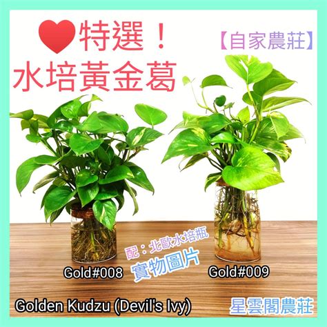 家居水種植物|【水種】水種新手入門！15款室內植物精選，輕鬆提升居家綠意